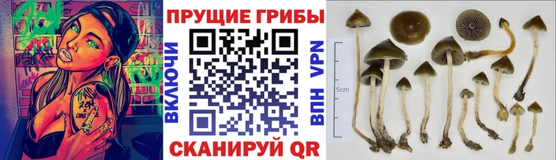 дарнет шоп Покачи kraken как зайти Псилоцибиновые грибы Magic Shrooms
